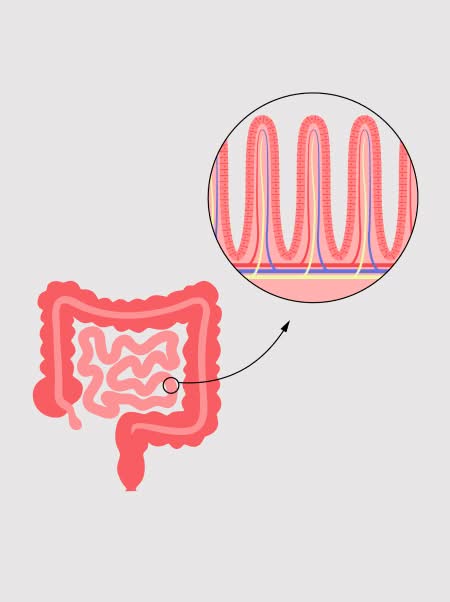 Gut health