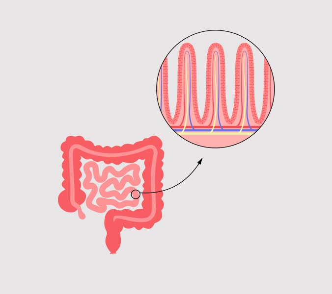 Gut health