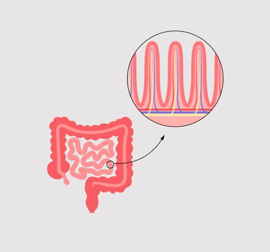 Gut health