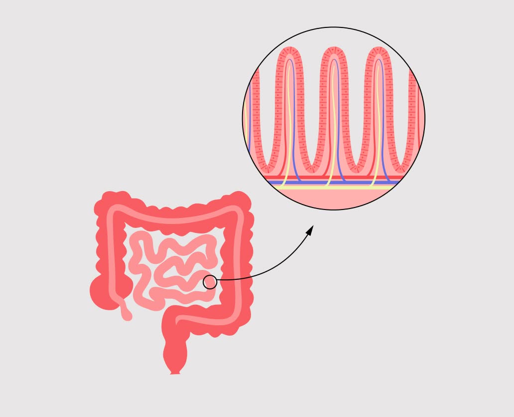 Gut health
