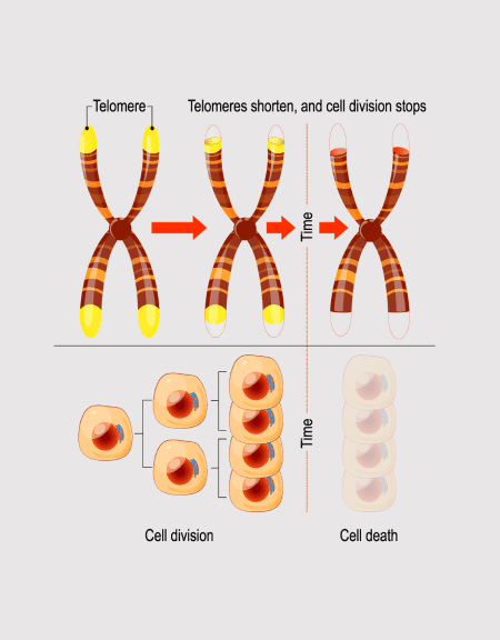 Telomeres