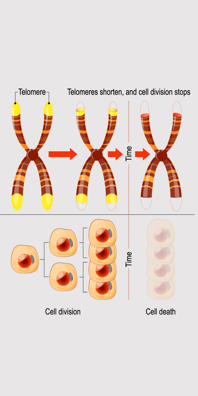 Telomeres