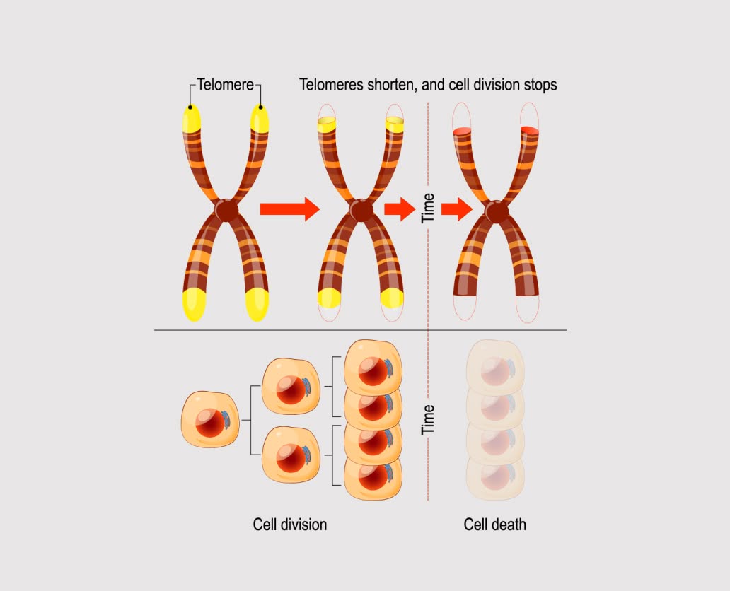 Telomeres